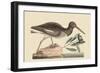 Oyster Catcher-Mark Catesby-Framed Art Print