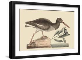 Oyster Catcher-Mark Catesby-Framed Art Print