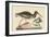 Oyster Catcher-Mark Catesby-Framed Art Print