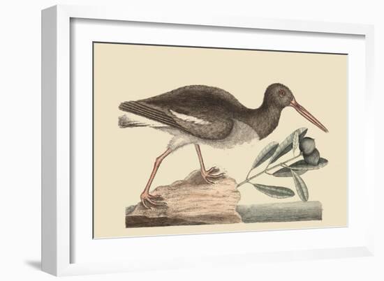 Oyster Catcher-Mark Catesby-Framed Art Print