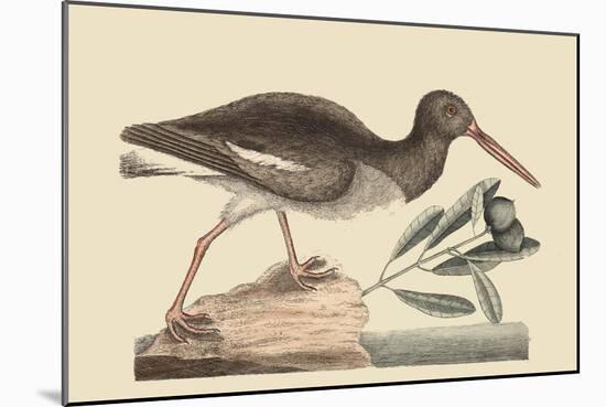 Oyster Catcher-Mark Catesby-Mounted Art Print
