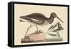 Oyster Catcher-Mark Catesby-Framed Stretched Canvas