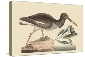 Oyster Catcher-Mark Catesby-Stretched Canvas