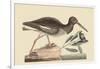 Oyster Catcher-Mark Catesby-Framed Art Print