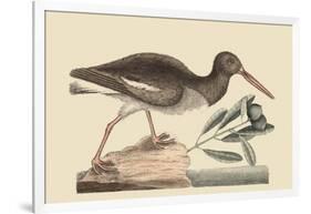 Oyster Catcher-Mark Catesby-Framed Art Print