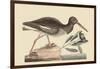 Oyster Catcher-Mark Catesby-Framed Art Print