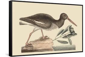 Oyster Catcher-Mark Catesby-Framed Stretched Canvas