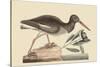 Oyster Catcher-Mark Catesby-Stretched Canvas