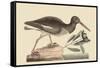 Oyster Catcher-Mark Catesby-Framed Stretched Canvas