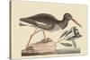 Oyster Catcher-Mark Catesby-Stretched Canvas