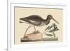 Oyster Catcher-Mark Catesby-Framed Art Print