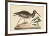 Oyster Catcher-Mark Catesby-Framed Art Print