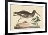 Oyster Catcher-Mark Catesby-Framed Art Print