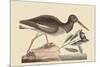 Oyster Catcher-Mark Catesby-Mounted Premium Giclee Print