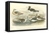 Oyster Catchers-J. Stewart-Framed Stretched Canvas