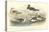 Oyster Catchers-J. Stewart-Stretched Canvas