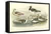 Oyster Catchers-J. Stewart-Framed Stretched Canvas