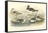 Oyster Catchers-J. Stewart-Framed Stretched Canvas