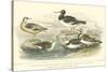 Oyster Catchers-J. Stewart-Stretched Canvas