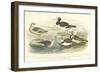 Oyster Catchers-J. Stewart-Framed Art Print