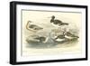 Oyster Catchers-J. Stewart-Framed Art Print