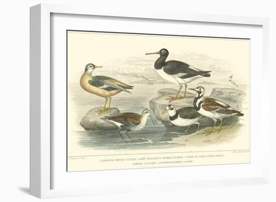 Oyster Catchers-J. Stewart-Framed Art Print