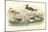 Oyster Catchers-J. Stewart-Mounted Art Print