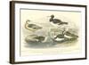 Oyster Catchers-J. Stewart-Framed Art Print