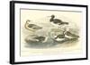 Oyster Catchers-J. Stewart-Framed Art Print