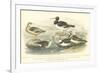 Oyster Catchers-J. Stewart-Framed Art Print