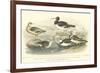 Oyster Catchers-J. Stewart-Framed Art Print