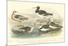 Oyster Catchers-J. Stewart-Mounted Art Print