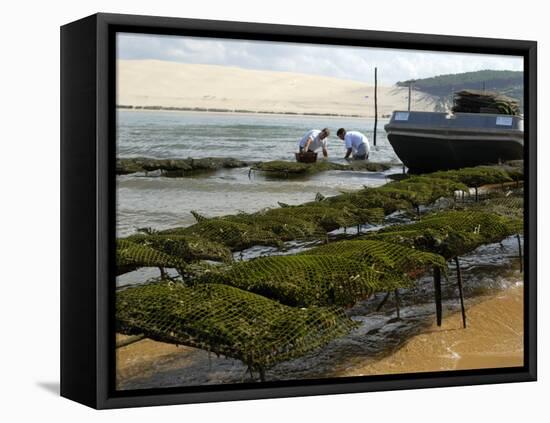 Oyster Fishermen Grading Oysters, Bay of Arcachon, Gironde, Aquitaine, France-Groenendijk Peter-Framed Stretched Canvas