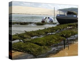 Oyster Fishermen Grading Oysters, Bay of Arcachon, Gironde, Aquitaine, France-Groenendijk Peter-Stretched Canvas