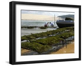 Oyster Fishermen Grading Oysters, Bay of Arcachon, Gironde, Aquitaine, France-Groenendijk Peter-Framed Photographic Print