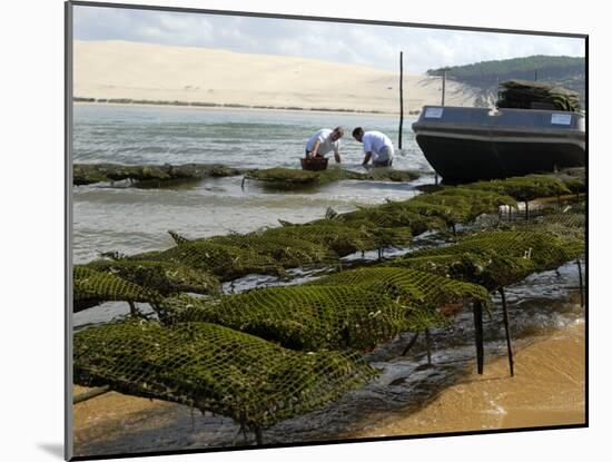 Oyster Fishermen Grading Oysters, Bay of Arcachon, Gironde, Aquitaine, France-Groenendijk Peter-Mounted Photographic Print