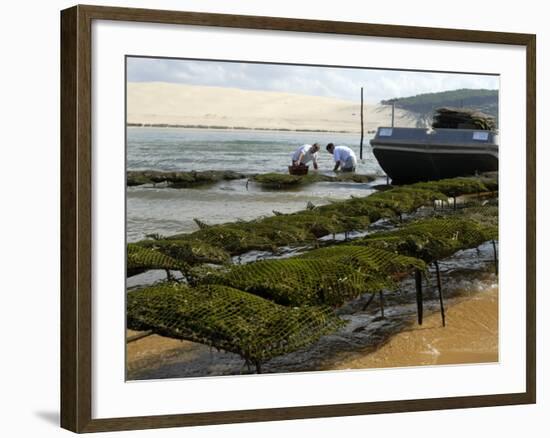 Oyster Fishermen Grading Oysters, Bay of Arcachon, Gironde, Aquitaine, France-Groenendijk Peter-Framed Photographic Print