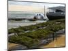 Oyster Fishermen Grading Oysters, Bay of Arcachon, Gironde, Aquitaine, France-Groenendijk Peter-Mounted Photographic Print