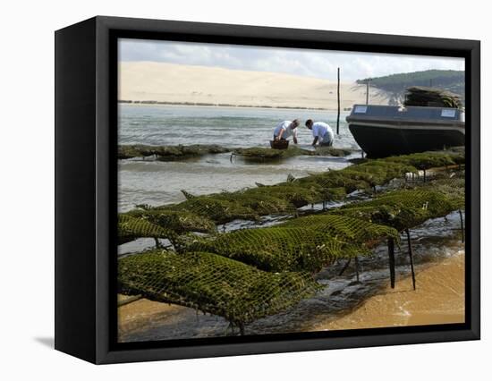 Oyster Fishermen Grading Oysters, Bay of Arcachon, Gironde, Aquitaine, France-Groenendijk Peter-Framed Stretched Canvas