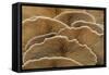 Oyster Mushroom Detailed Study of Fungi Gills-null-Framed Stretched Canvas