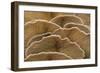 Oyster Mushroom Detailed Study of Fungi Gills-null-Framed Photographic Print