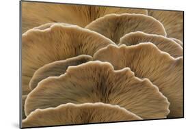 Oyster Mushroom Detailed Study of Fungi Gills-null-Mounted Photographic Print