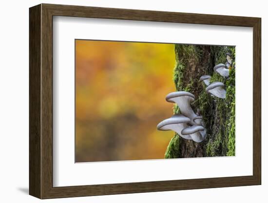 Oyster mushroom growing on tree trunk forest, Belgium-Philippe Clement-Framed Photographic Print