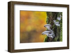 Oyster mushroom growing on tree trunk forest, Belgium-Philippe Clement-Framed Photographic Print