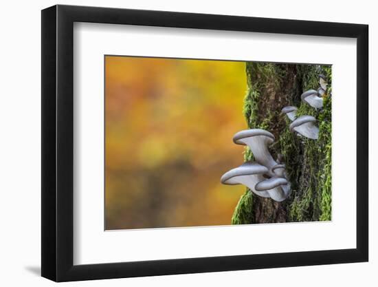 Oyster mushroom growing on tree trunk forest, Belgium-Philippe Clement-Framed Photographic Print