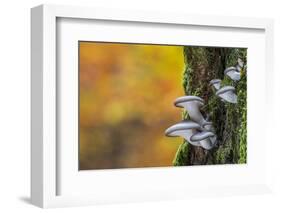 Oyster mushroom growing on tree trunk forest, Belgium-Philippe Clement-Framed Photographic Print