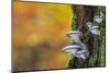 Oyster mushroom growing on tree trunk forest, Belgium-Philippe Clement-Mounted Photographic Print