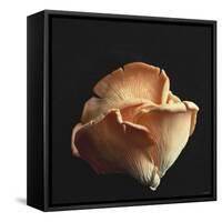 Oyster Mushrooms-Michael Paul-Framed Stretched Canvas