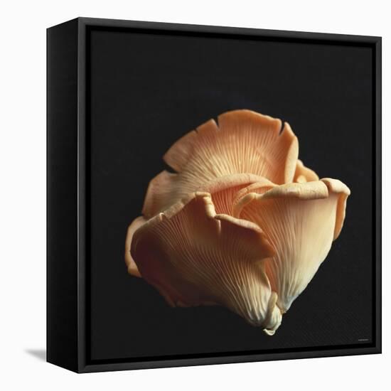 Oyster Mushrooms-Michael Paul-Framed Stretched Canvas