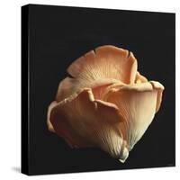 Oyster Mushrooms-Michael Paul-Stretched Canvas